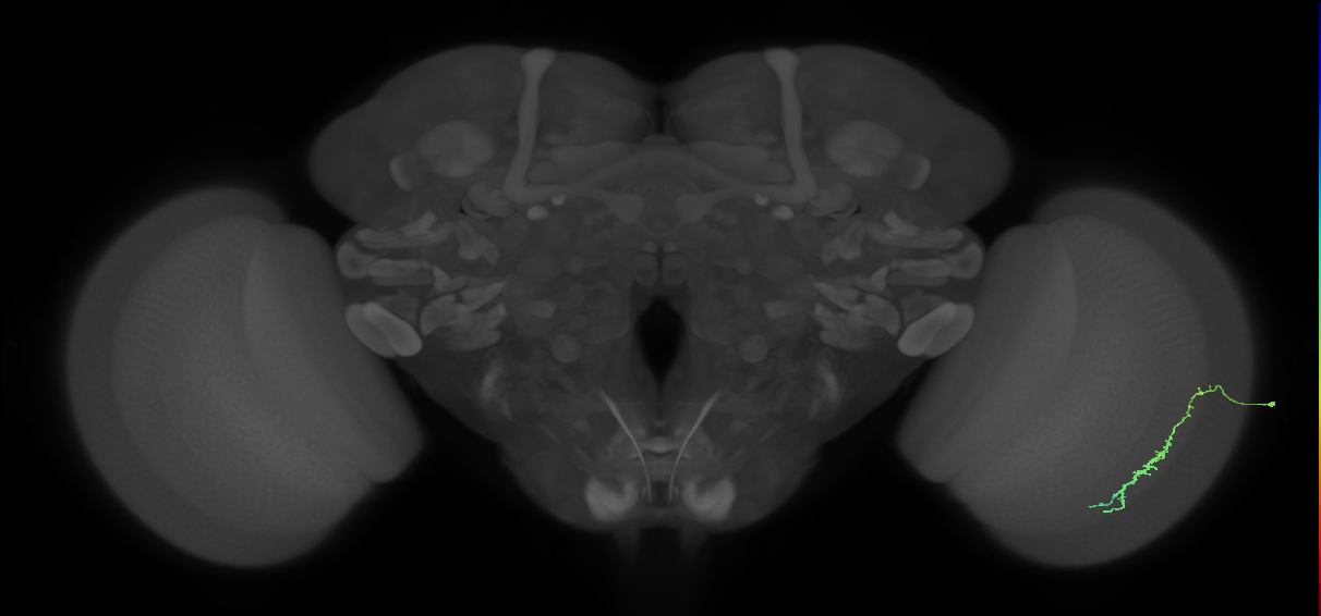 Dm3c_R (JRC_OpticLobe:171162)
