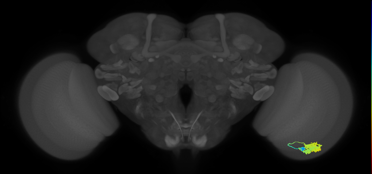Dm4_R (JRC_OpticLobe:18467)