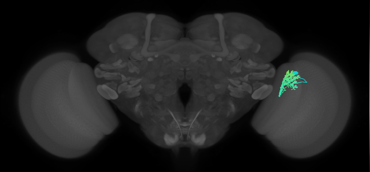 Dm4_R (JRC_OpticLobe:17999)