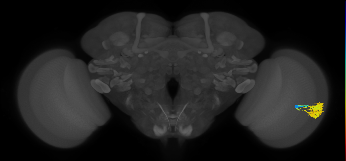 Dm4_R (JRC_OpticLobe:17345)