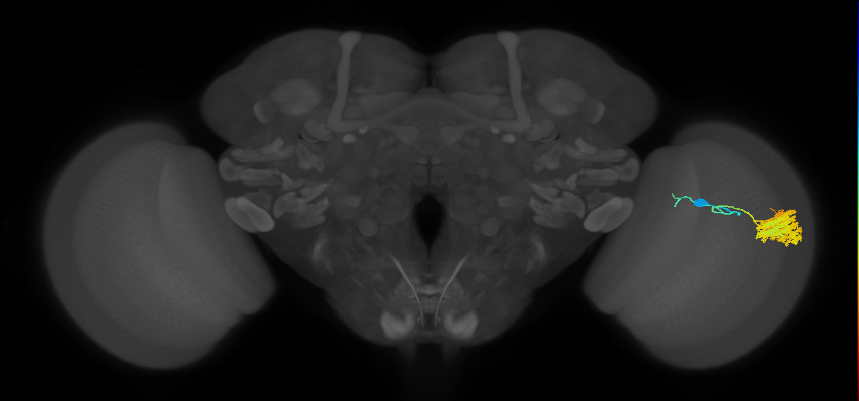 Dm4_R (JRC_OpticLobe:16991)