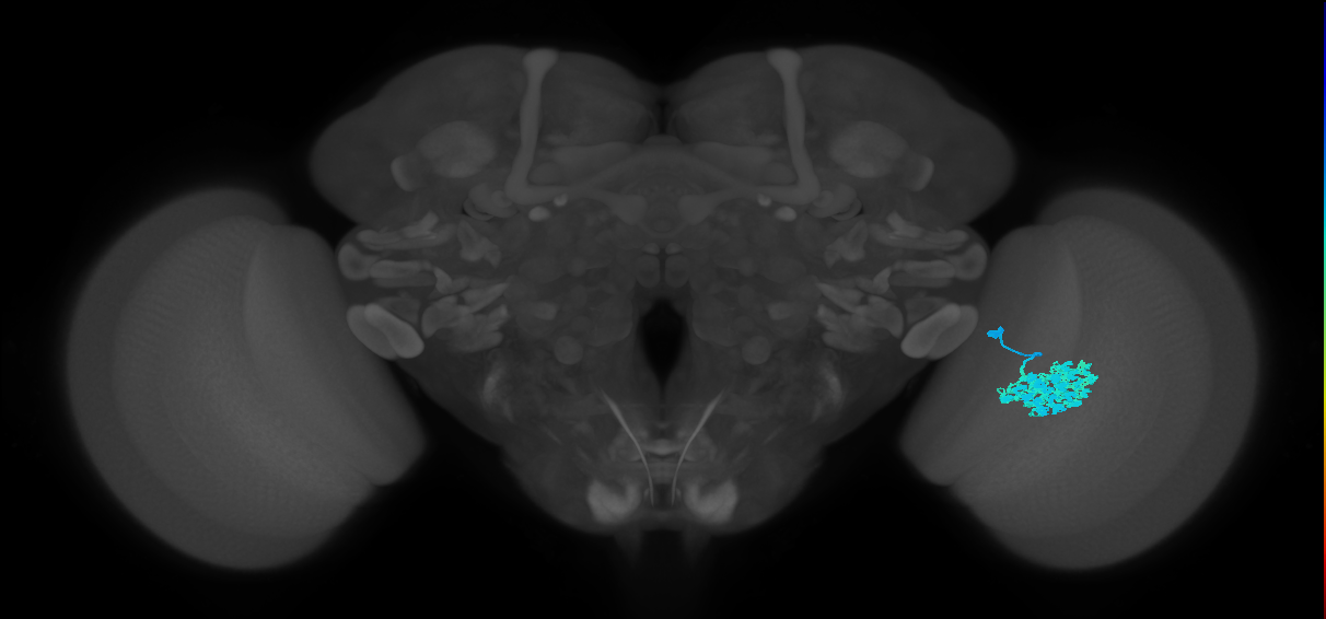 Dm4_R (JRC_OpticLobe:19111)