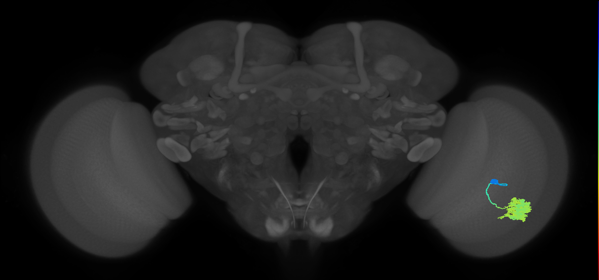 Dm4_R (JRC_OpticLobe:18833)