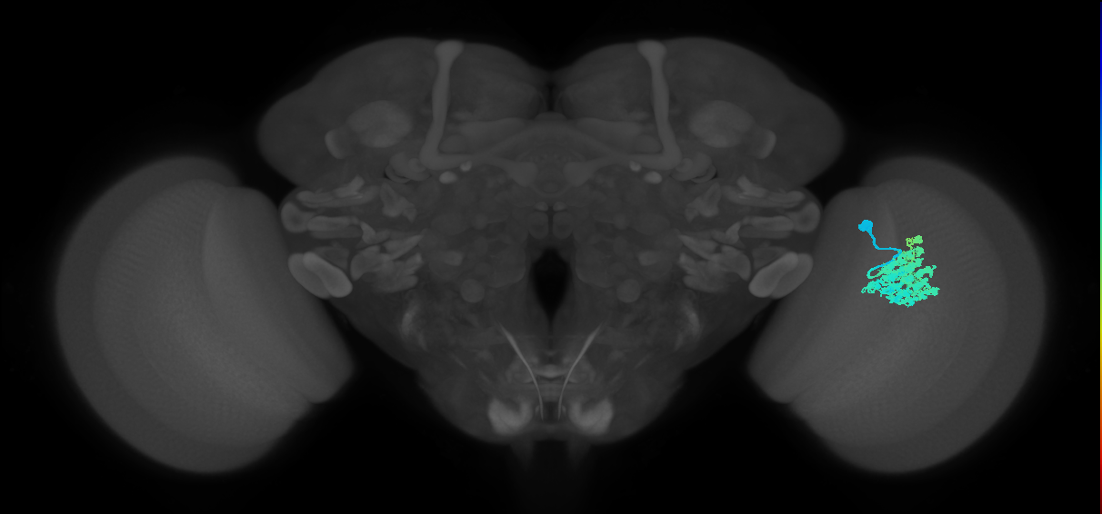 Dm4_R (JRC_OpticLobe:16726)