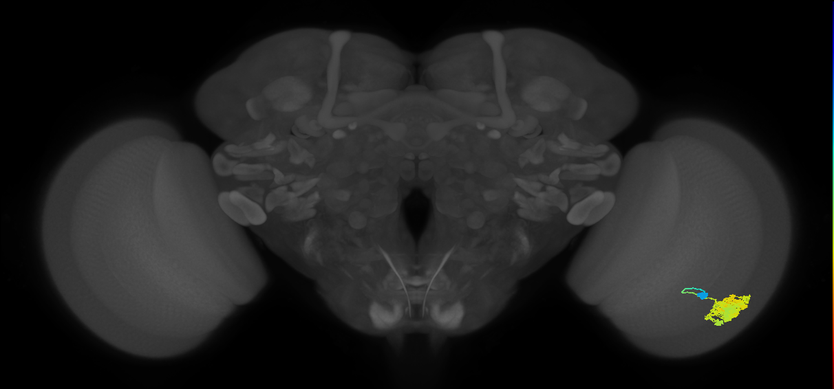 Dm4_R (JRC_OpticLobe:203515)