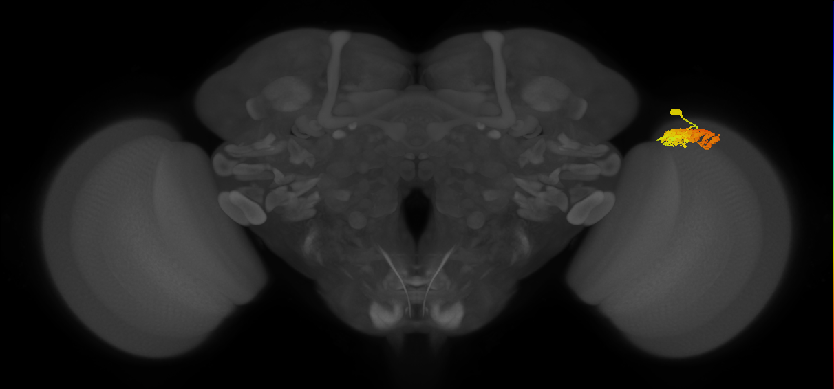 Dm4_R (JRC_OpticLobe:19383)
