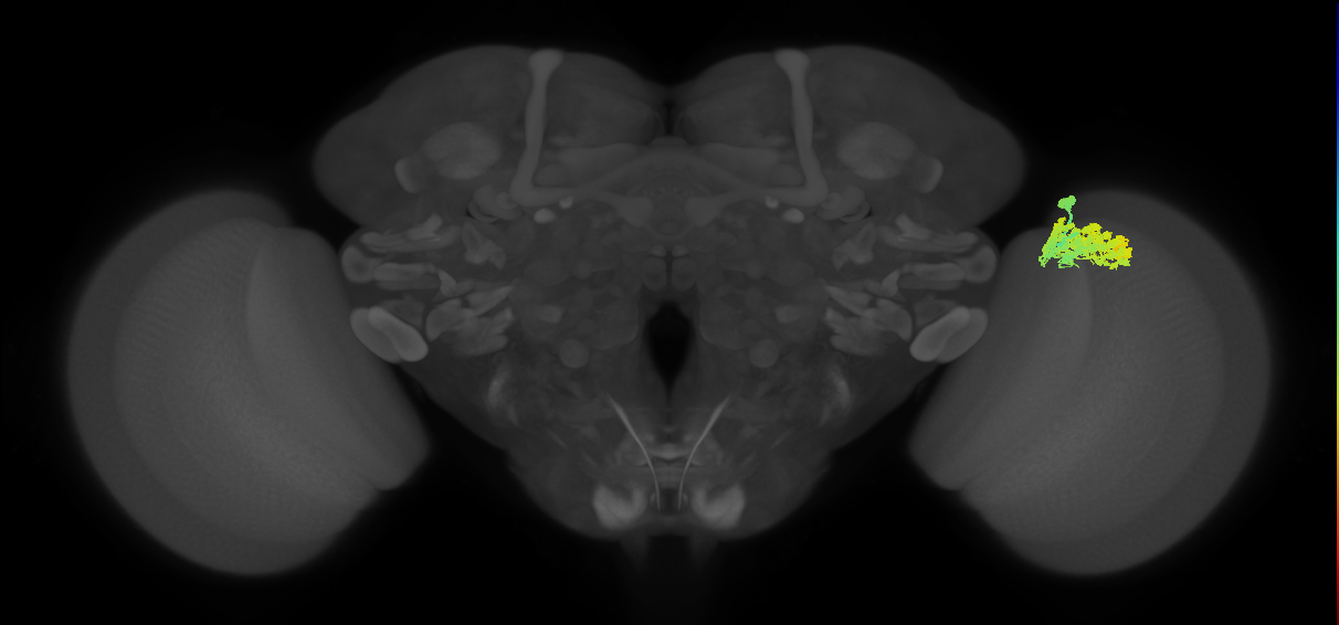 Dm4_R (JRC_OpticLobe:17806)