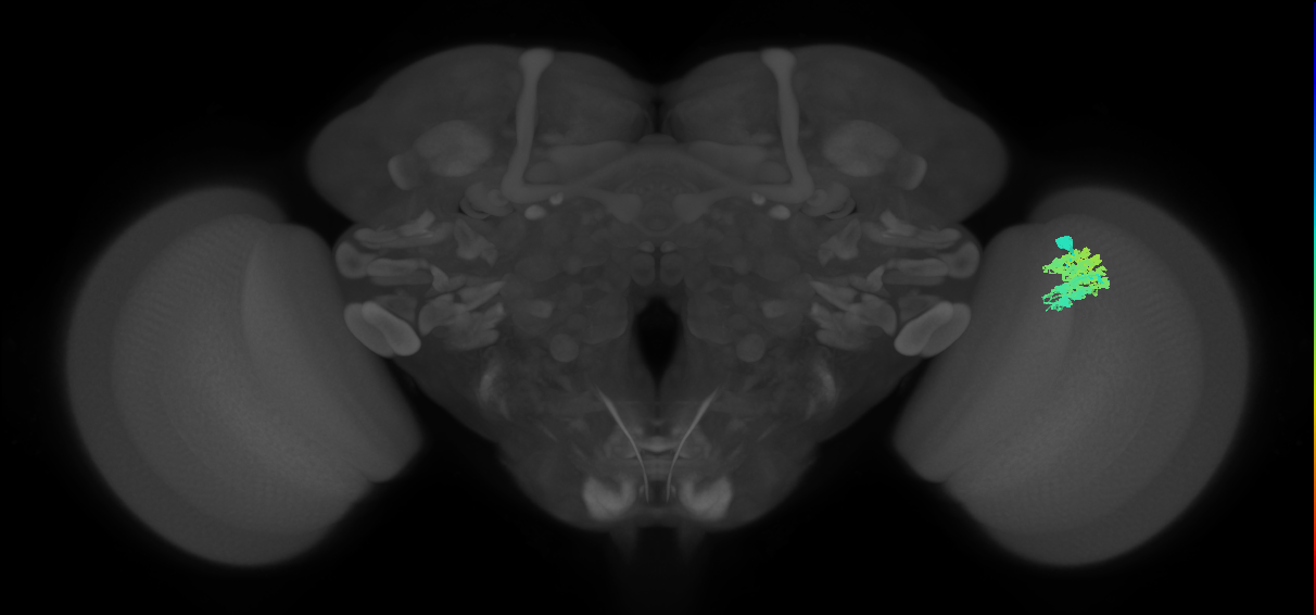 Dm4_R (JRC_OpticLobe:19131)
