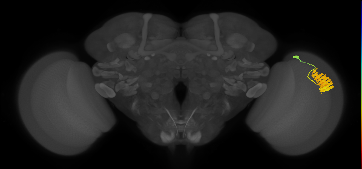 Dm4_R (JRC_OpticLobe:17235)