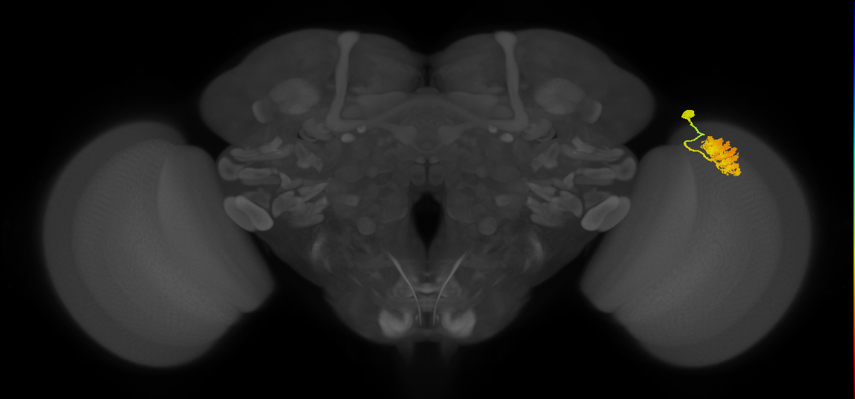 Dm4_R (JRC_OpticLobe:17636)