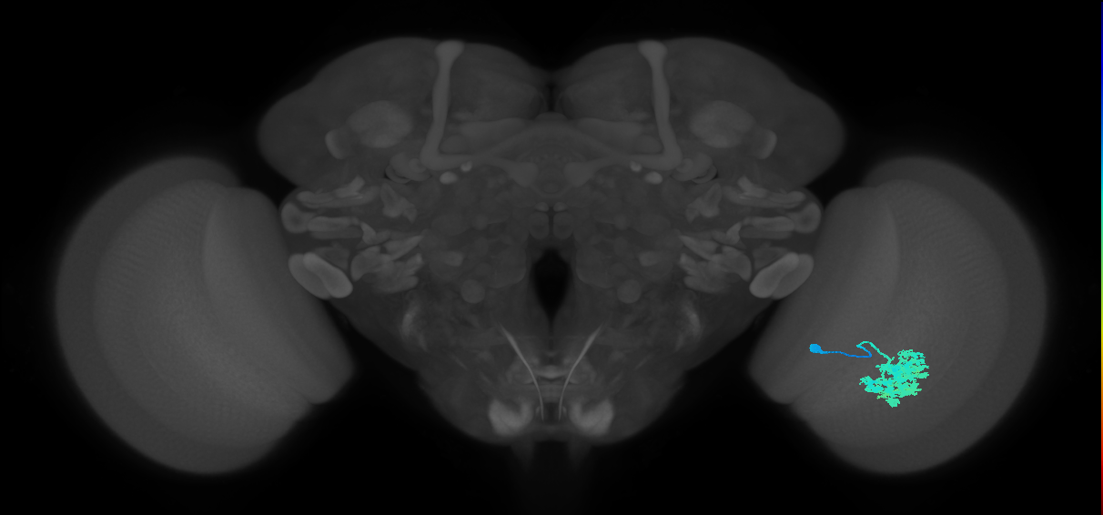 Dm4_R (JRC_OpticLobe:17913)
