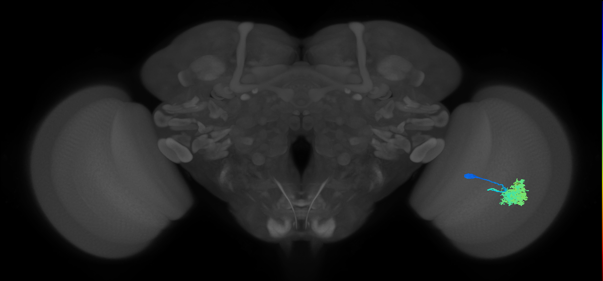 Dm4_R (JRC_OpticLobe:18530)