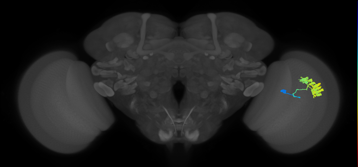 Dm4_R (JRC_OpticLobe:16678)