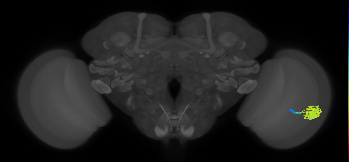Dm4_R (JRC_OpticLobe:18006)