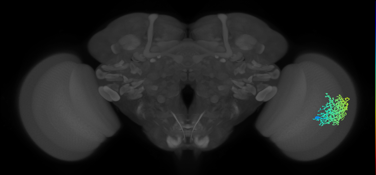 Dm6_R (JRC_OpticLobe:14028)