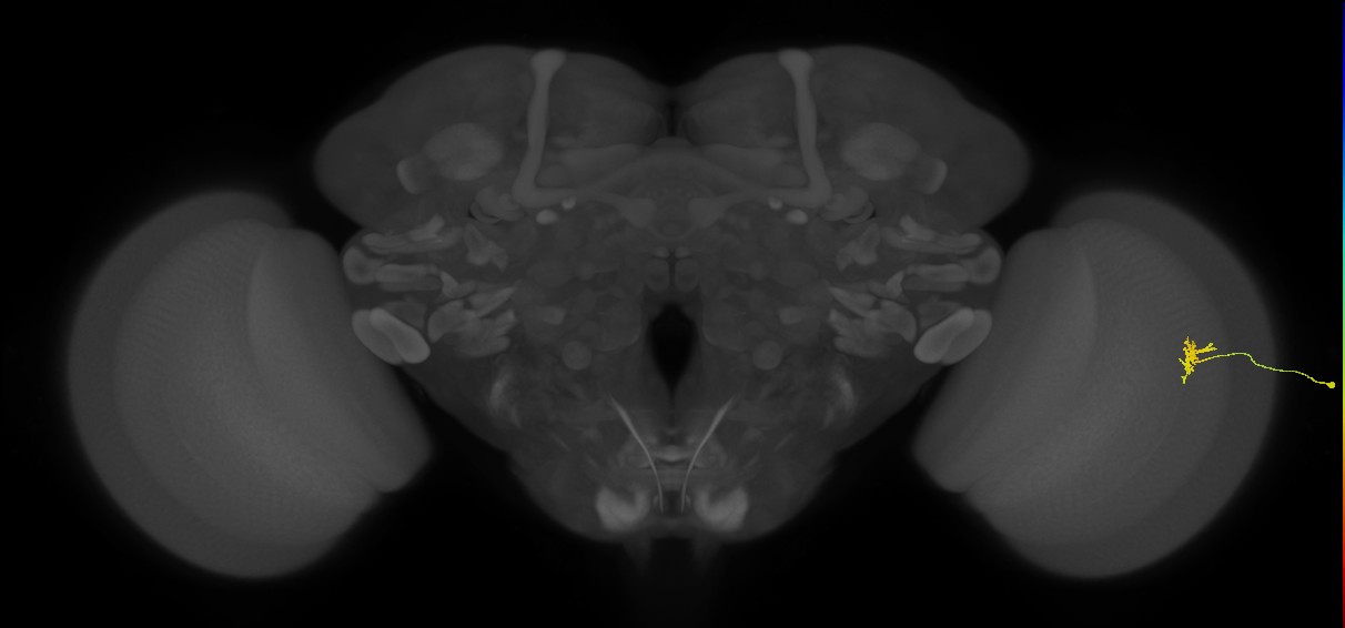 Dm8a_R (JRC_OpticLobe:169964)