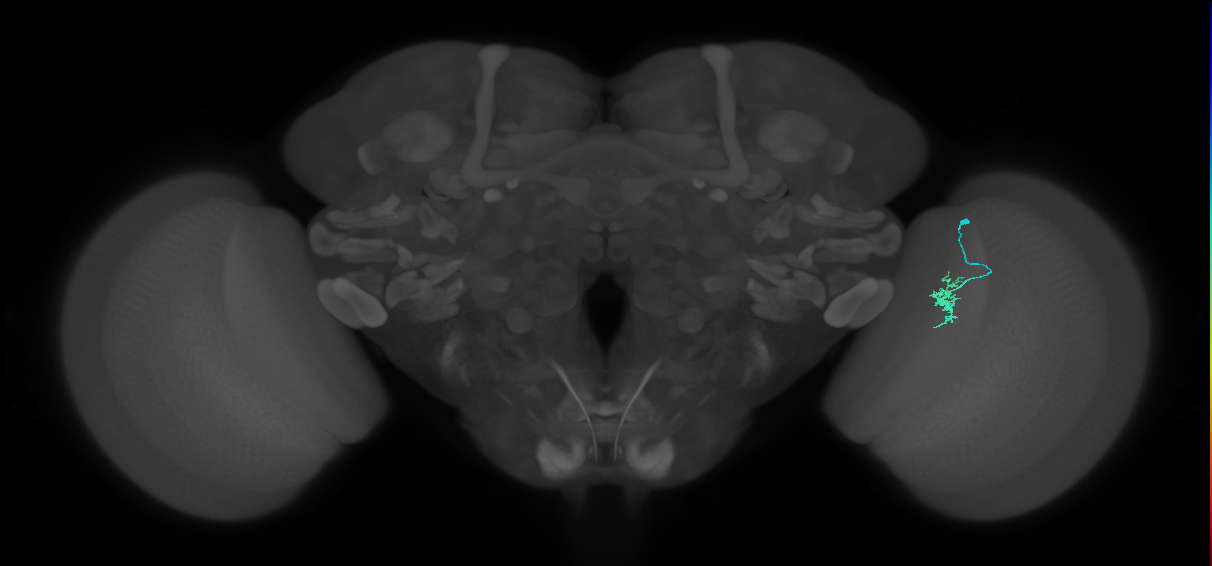 Dm8a_R (JRC_OpticLobe:119397)