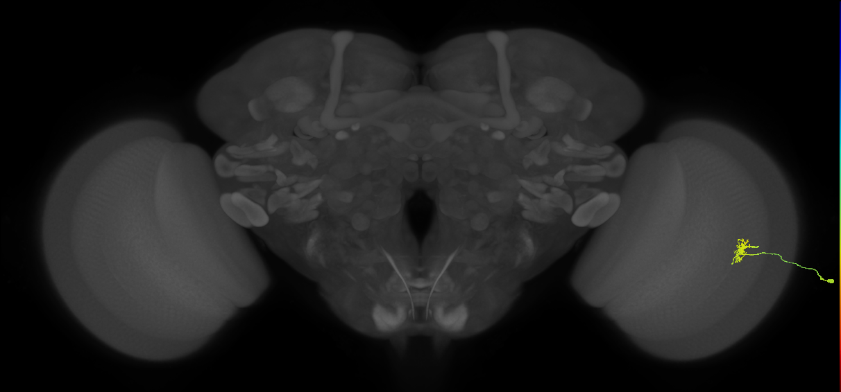 Dm8a_R (JRC_OpticLobe:165890)