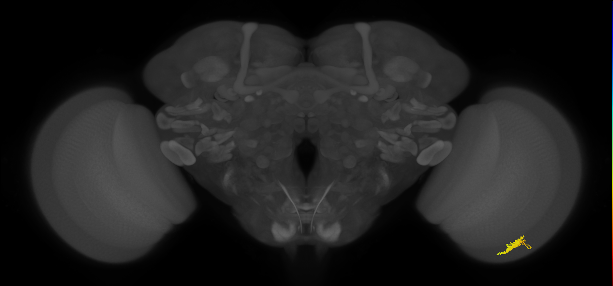 Dm8b_R (JRC_OpticLobe:68924)
