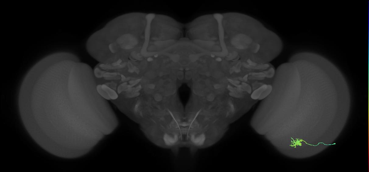 Dm8b_R (JRC_OpticLobe:71597)