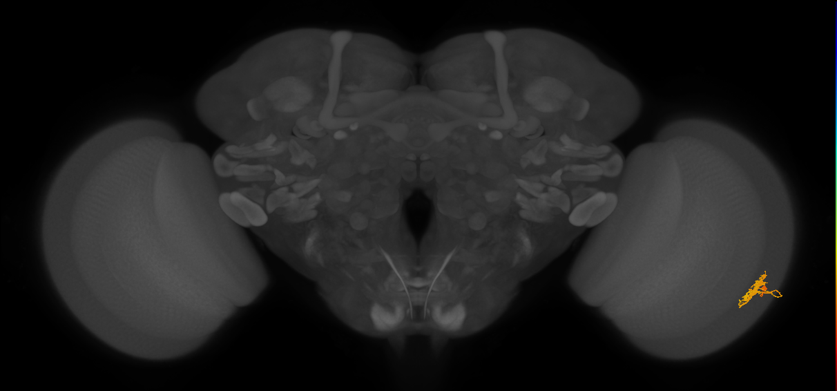 Dm8b_R (JRC_OpticLobe:51467)