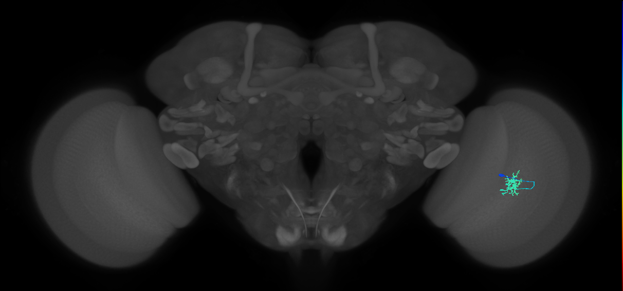 Dm8b_R (JRC_OpticLobe:78354)