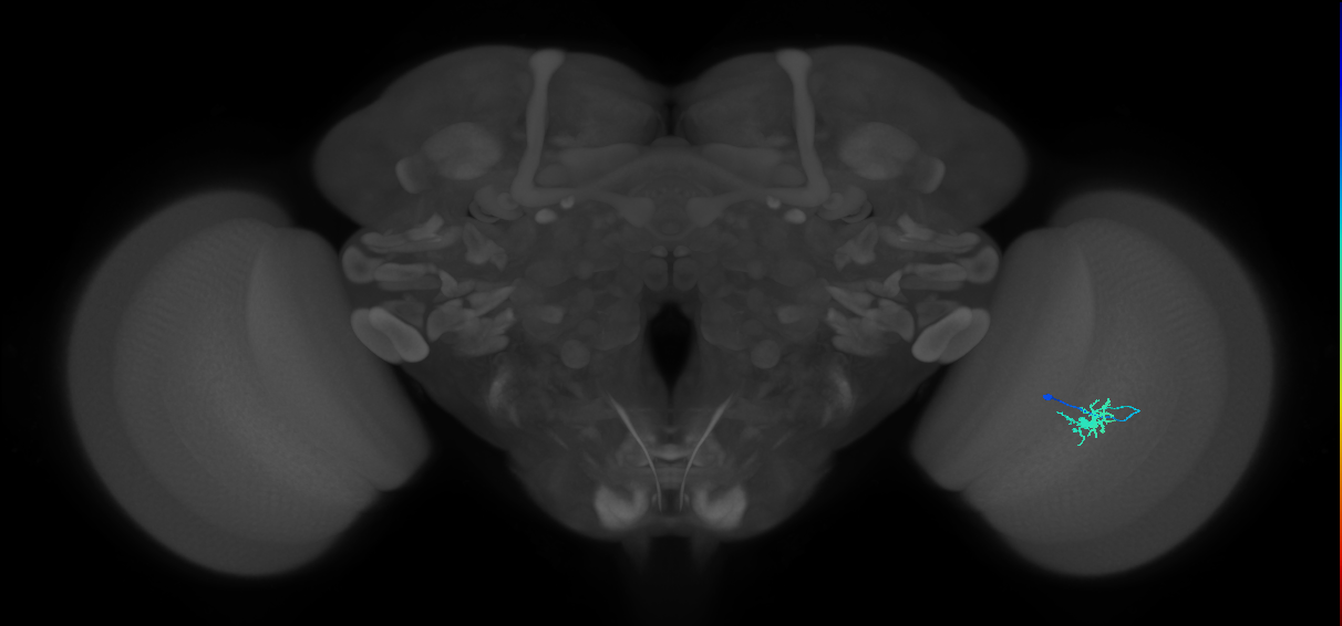 Dm8b_R (JRC_OpticLobe:114840)