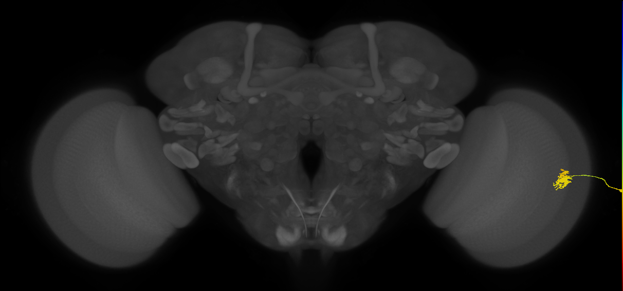 Dm8b_R (JRC_OpticLobe:127612)