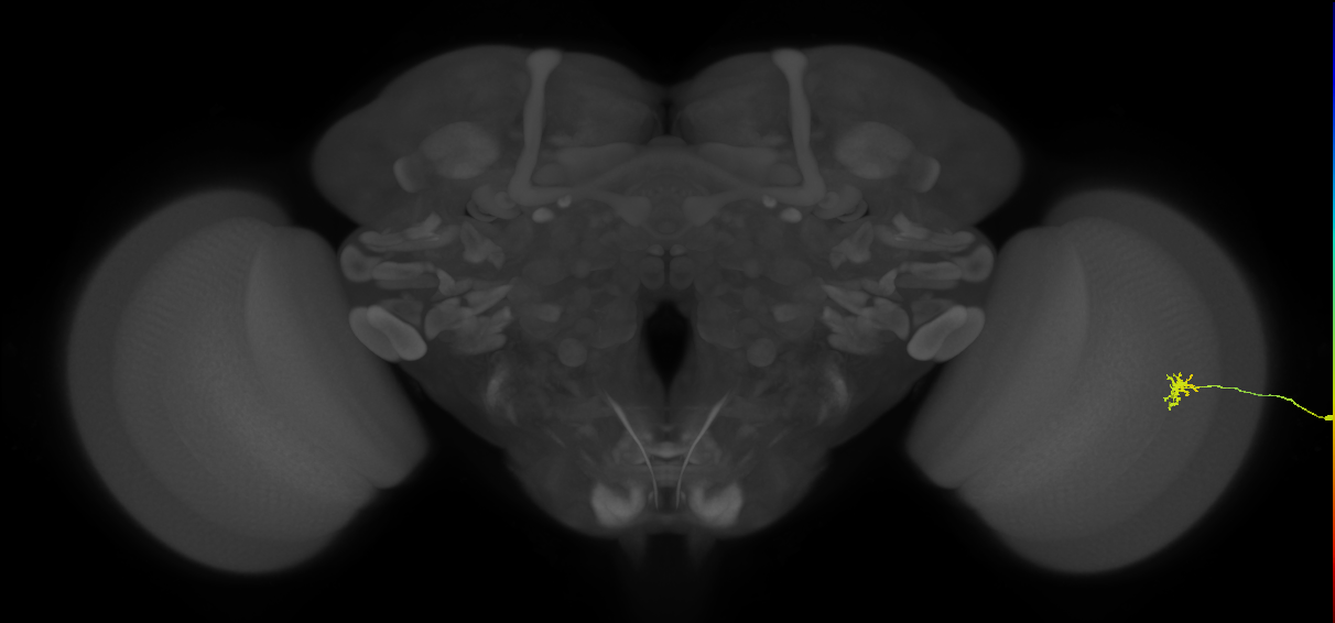Dm8b_R (JRC_OpticLobe:146440)