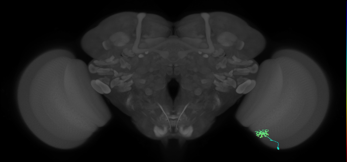 Dm8b_R (JRC_OpticLobe:105105)