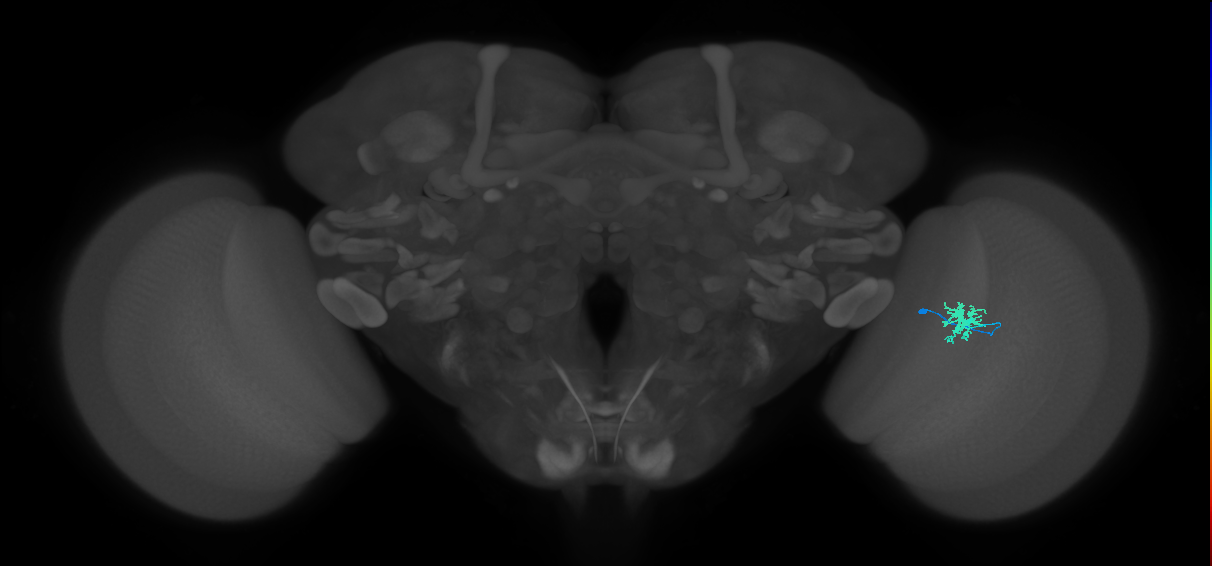 Dm8b_R (JRC_OpticLobe:91093)