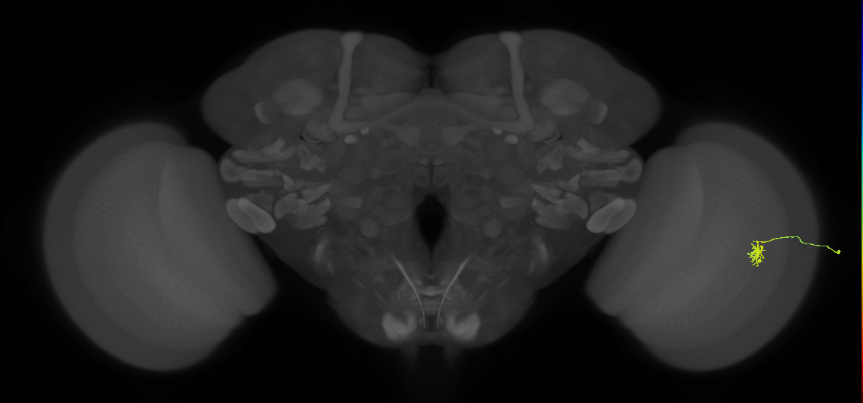Dm8b_R (JRC_OpticLobe:130837)