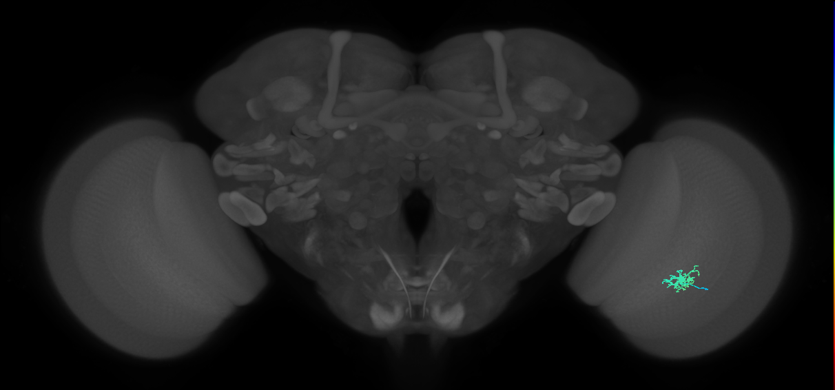 Dm8b_R (JRC_OpticLobe:128234)