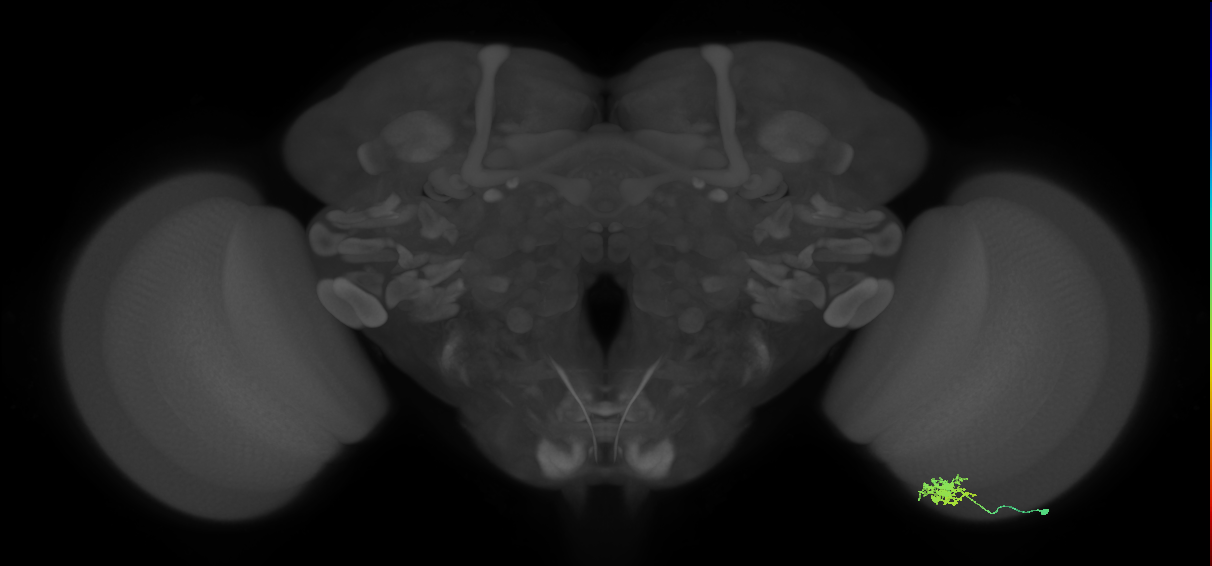 Dm8b_R (JRC_OpticLobe:67596)