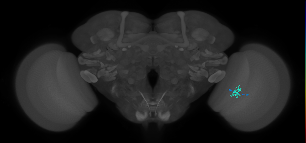 Dm8b_R (JRC_OpticLobe:152904)