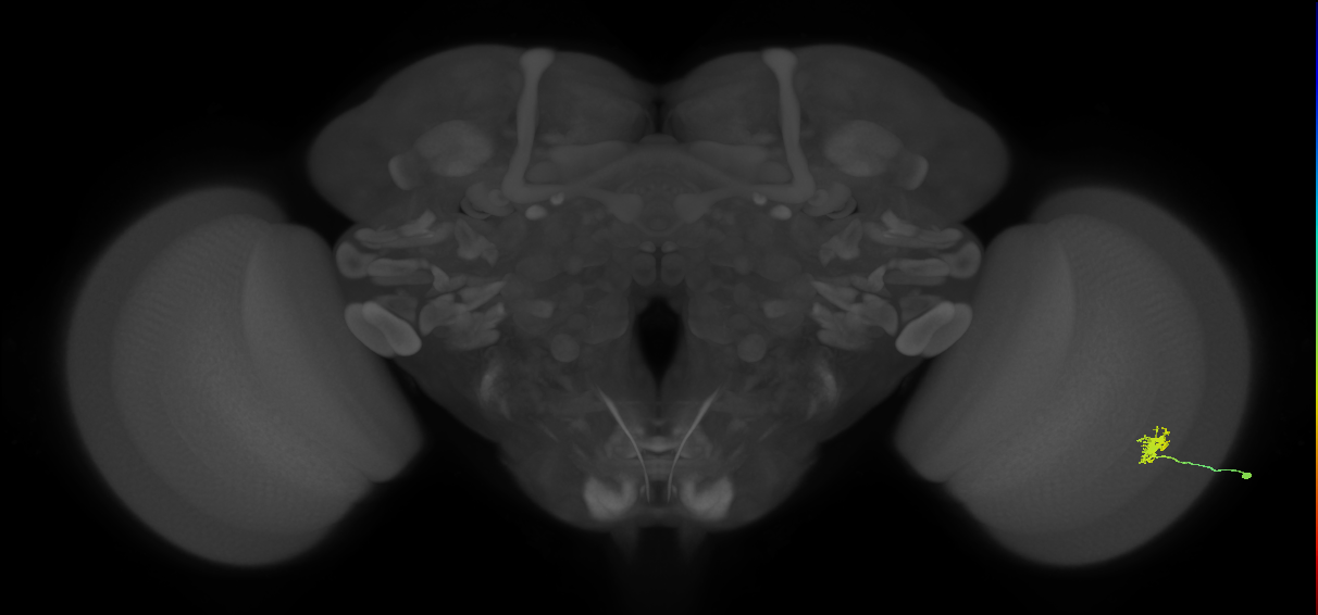 Dm8b_R (JRC_OpticLobe:557274)