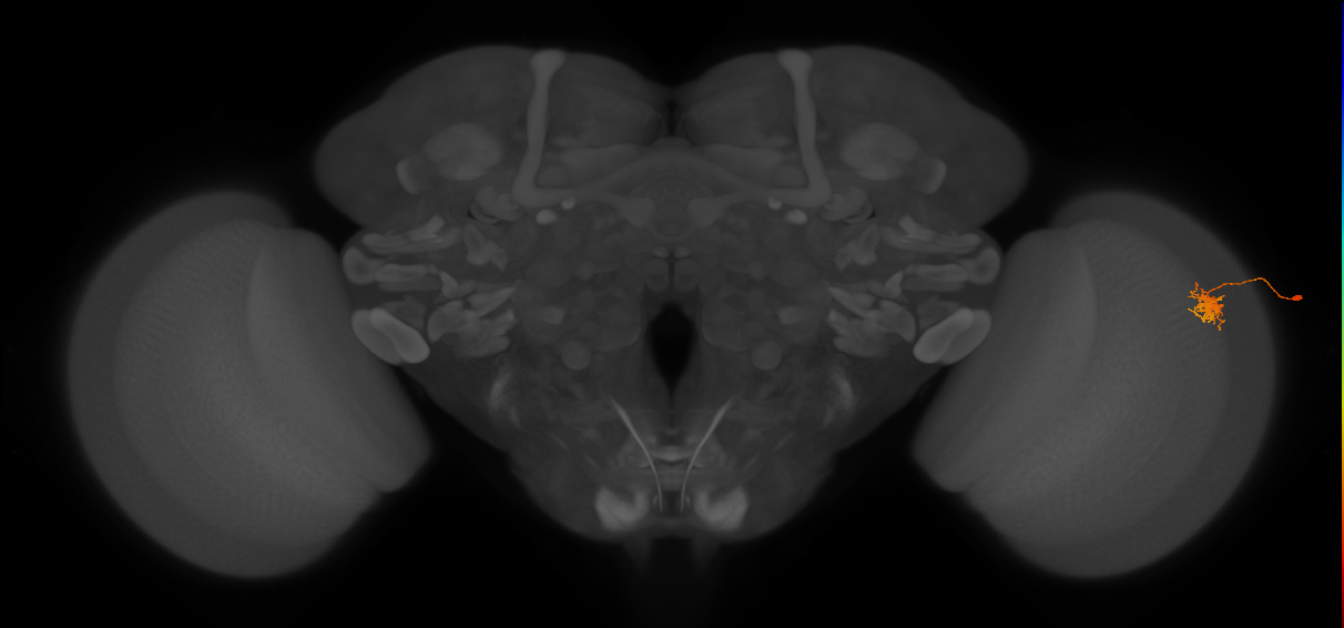 Dm8b_R (JRC_OpticLobe:84510)