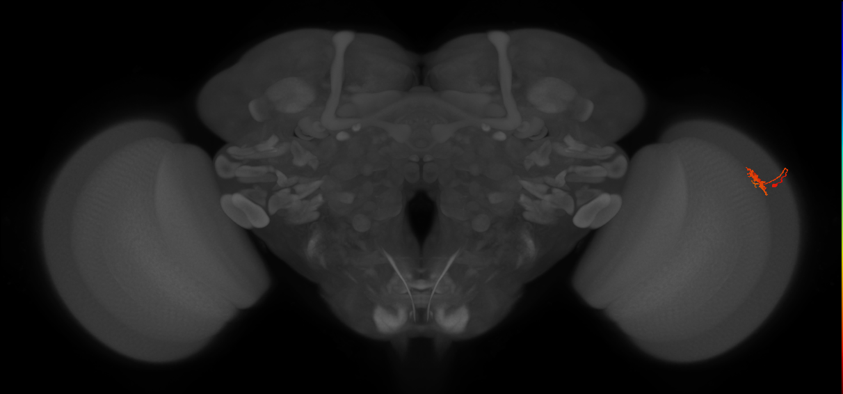 Dm8b_R (JRC_OpticLobe:101386)