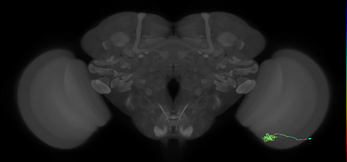 Dm8b_R (JRC_OpticLobe:65772)