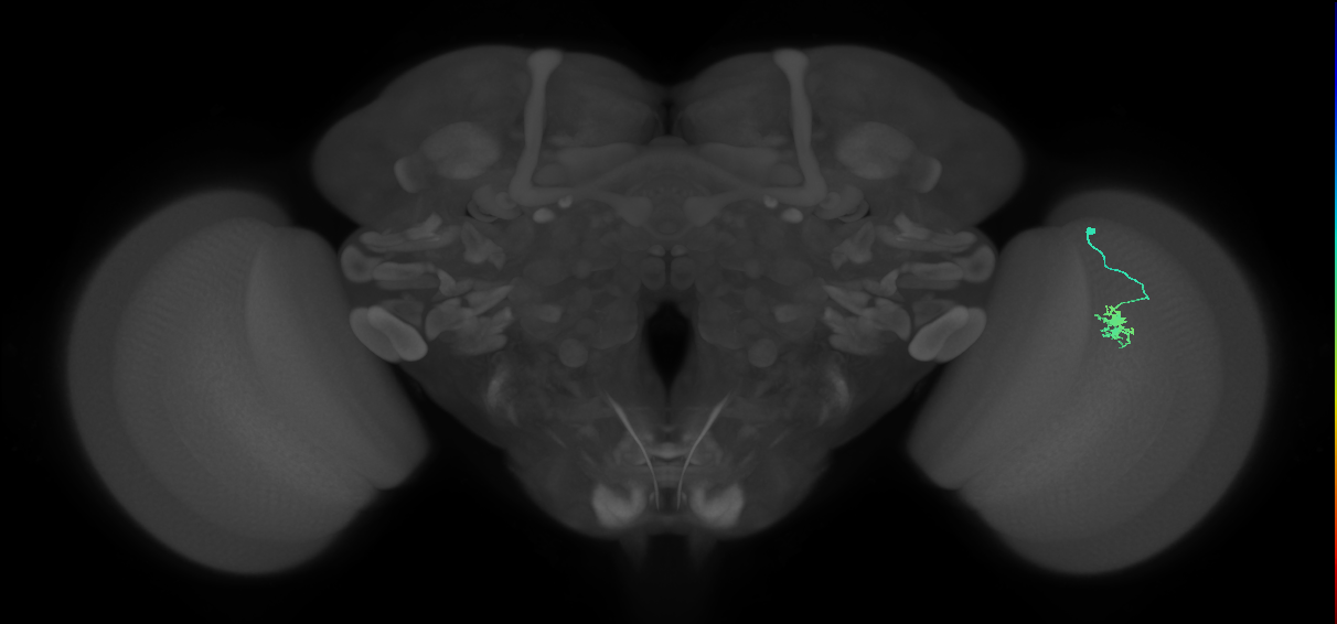 Dm8b_R (JRC_OpticLobe:85897)