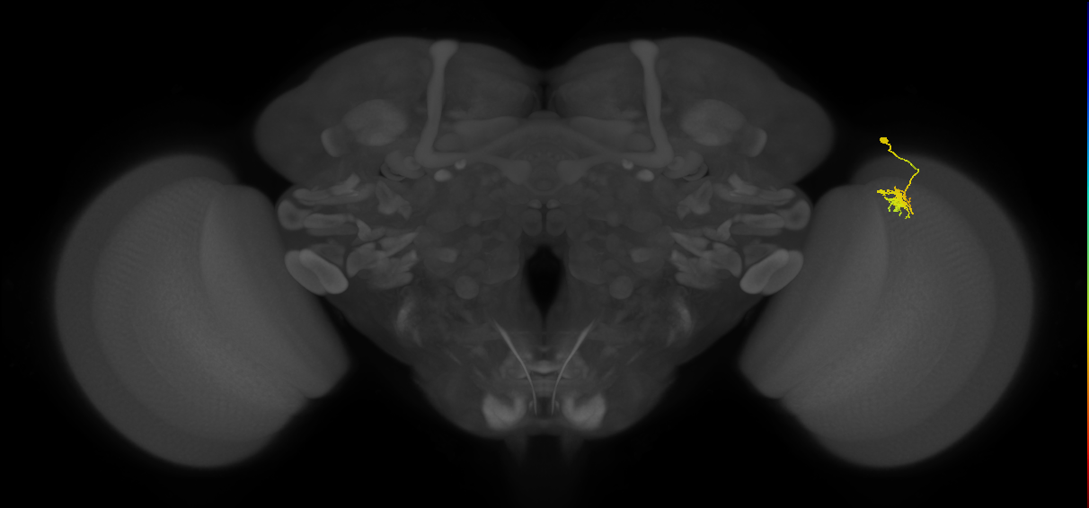 Dm8b_R (JRC_OpticLobe:74457)