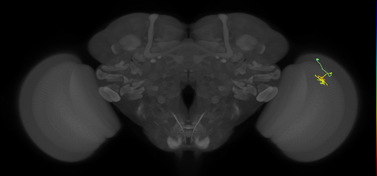 Dm8b_R (JRC_OpticLobe:127354)
