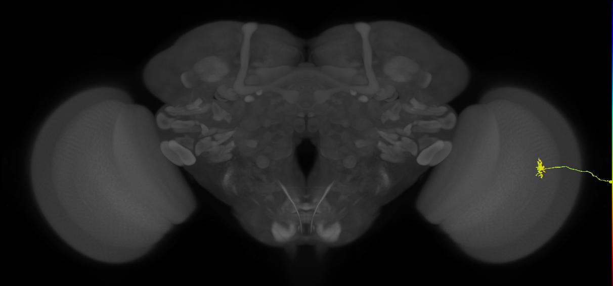Dm8b_R (JRC_OpticLobe:160433)