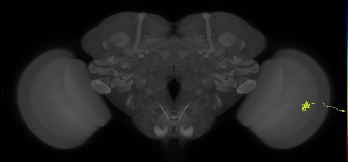 Dm8b_R (JRC_OpticLobe:117436)