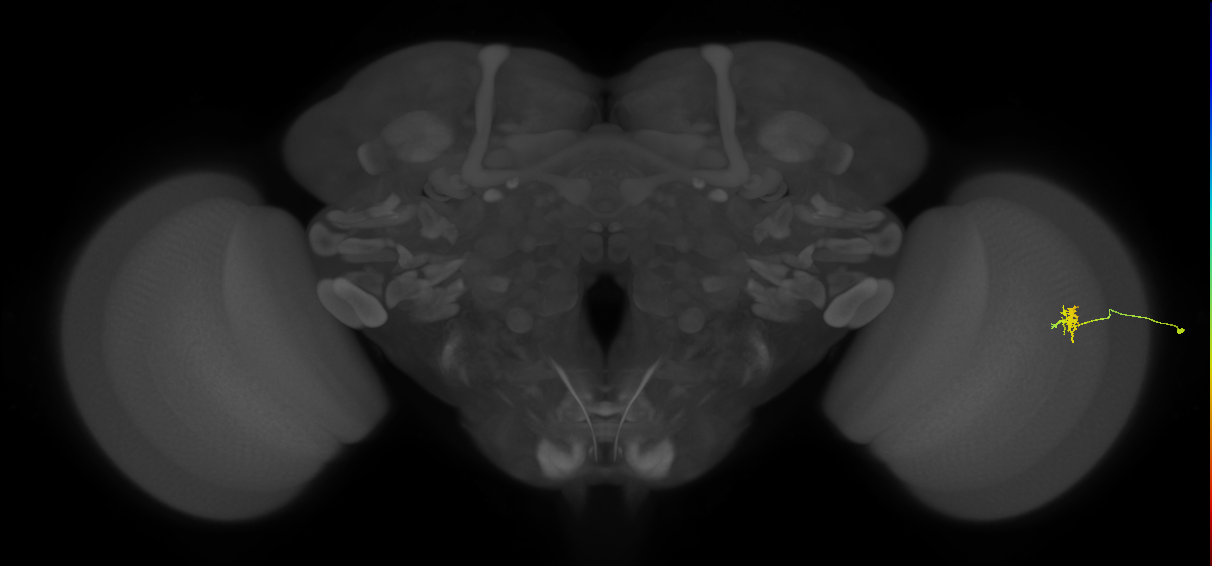Dm8b_R (JRC_OpticLobe:132029)
