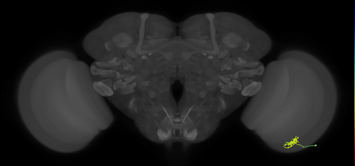Dm8b_R (JRC_OpticLobe:61606)