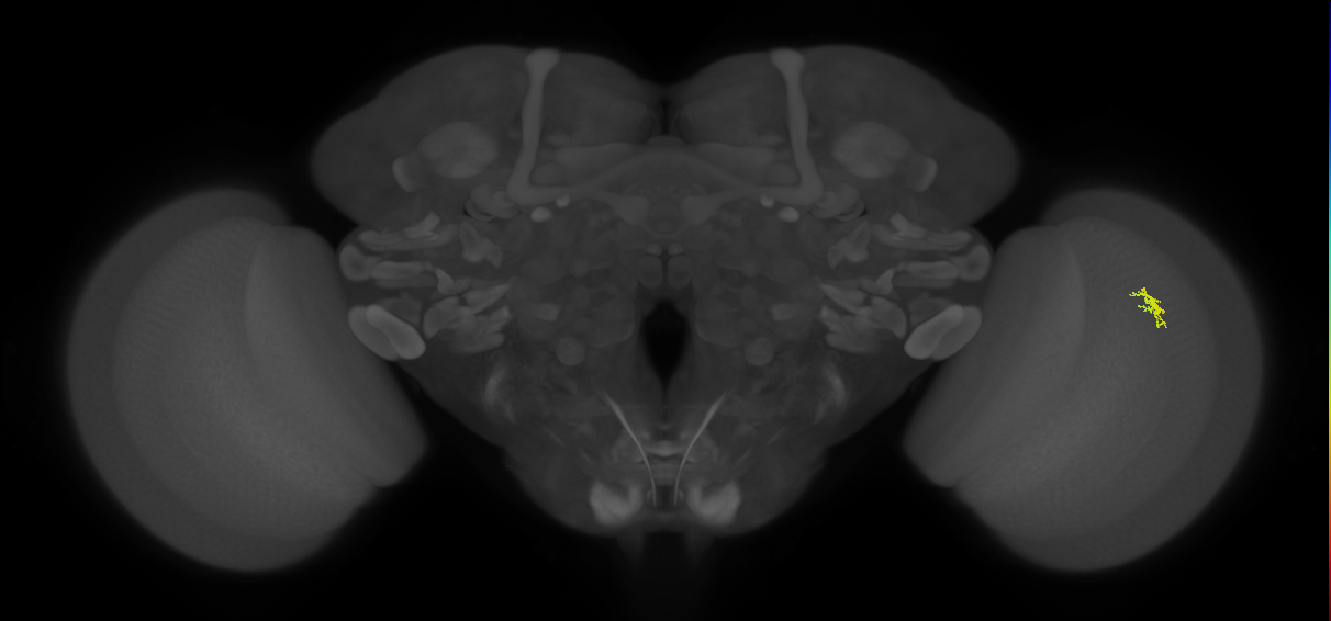 Dm8b_R (JRC_OpticLobe:171244)