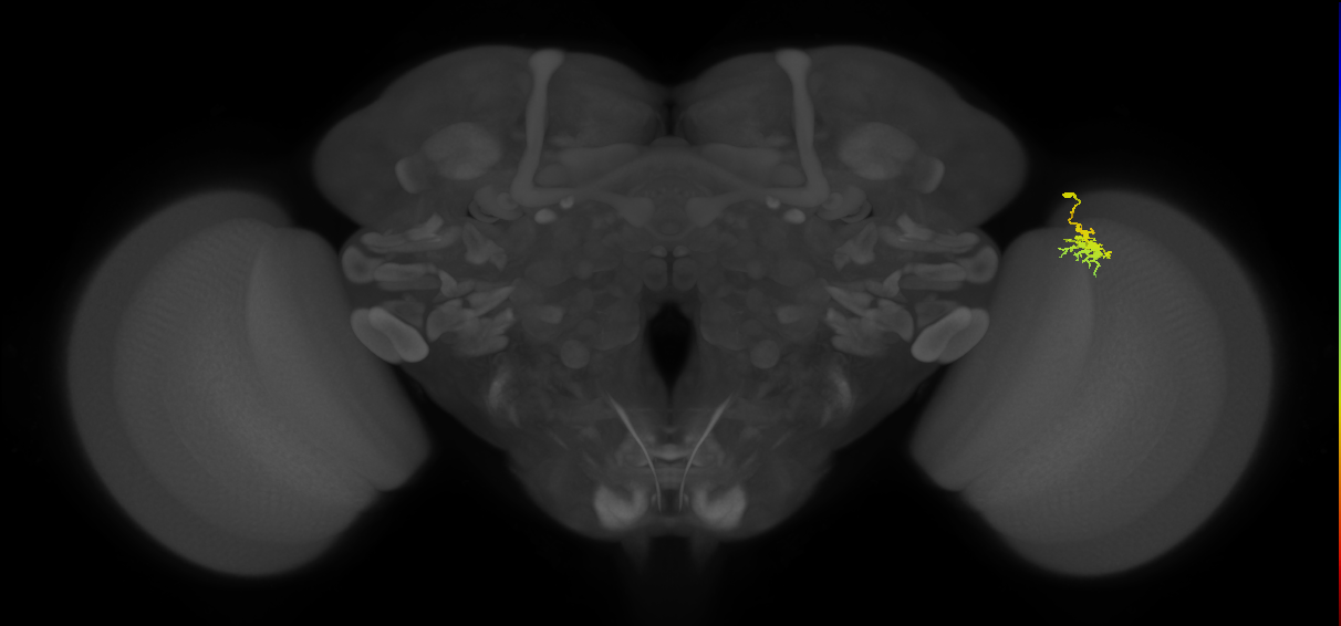 Dm8b_R (JRC_OpticLobe:79719)