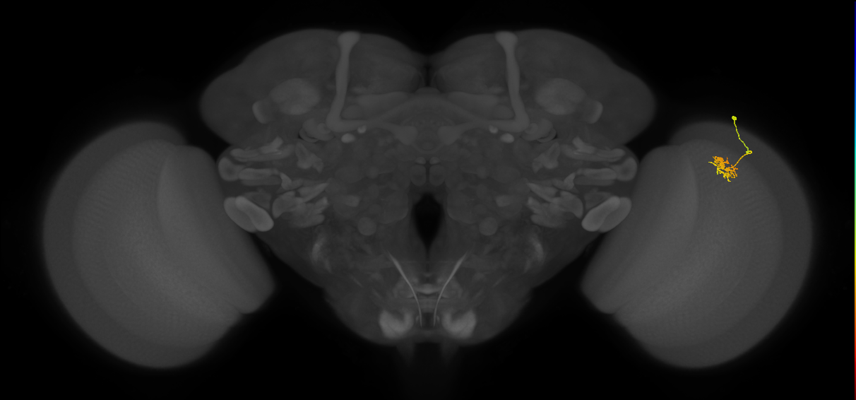 Dm8b_R (JRC_OpticLobe:84088)