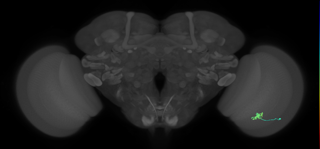 Dm8b_R (JRC_OpticLobe:102667)